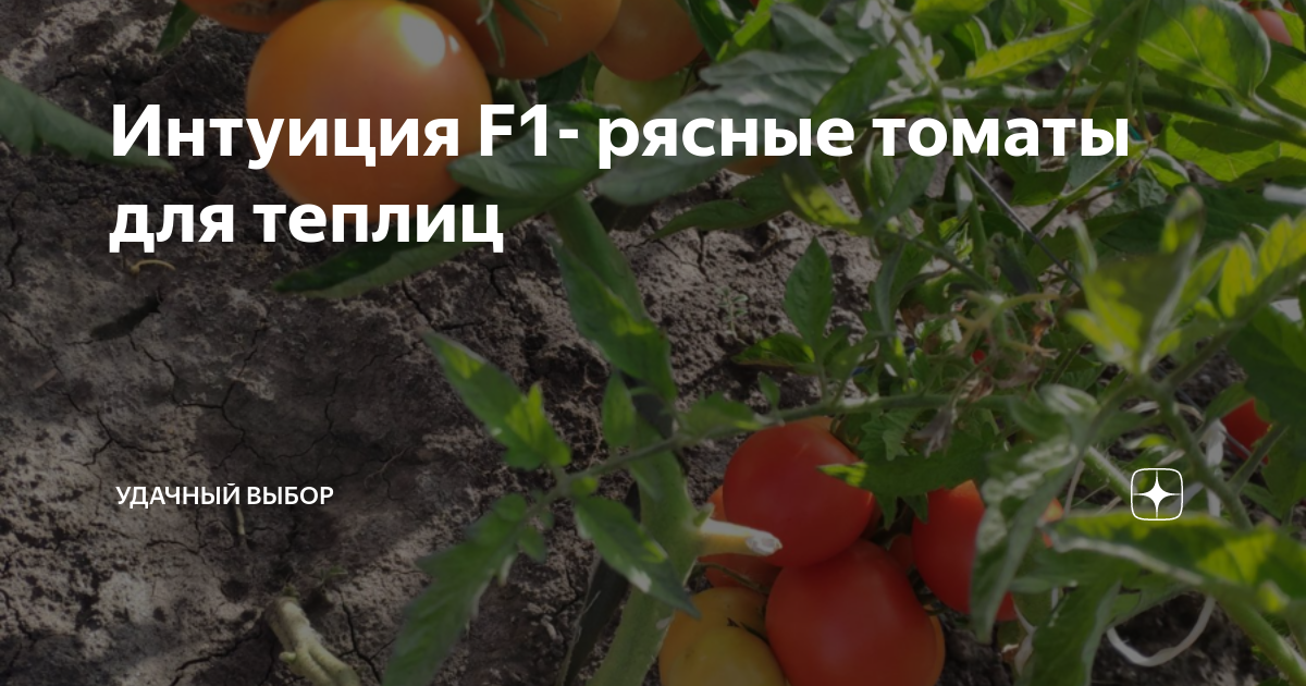 Интуиция F1- рясные томаты для теплиц | уДачный выбор | Дзен