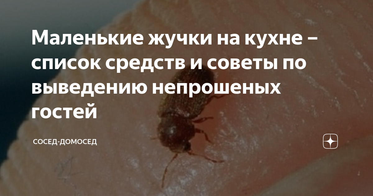 Эпизод спасение жучки. Маленькие жучки в хлебе.