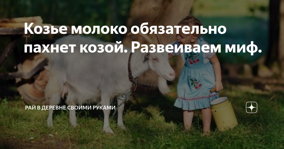 Козье молоко обязательно пахнет козой. Развеиваем миф. | Рай в деревне своими руками | Дзен