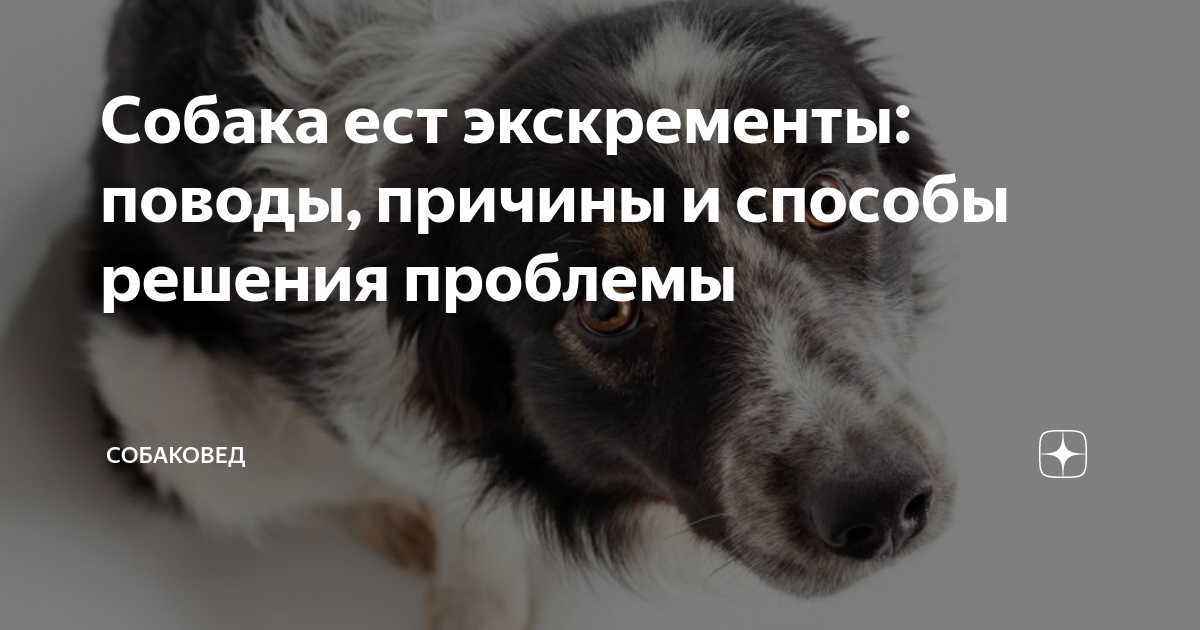 Уличные собаки. Проблема собак. Презентация про бездомных животных. Бездомные животные презентация. Проблема собак.