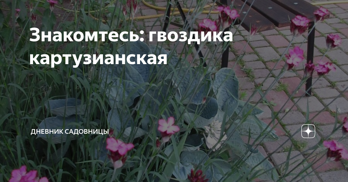 Знакомтесь: гвоздика картузианская | Дневник садовницы | Дзен