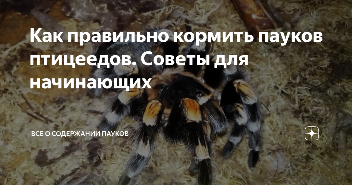 Psalmopoeus irminia. Содержание в домашних условиях.