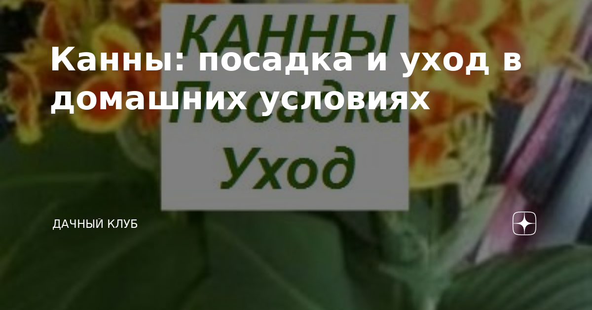 Как правильно посадить Эхинацею многолетнюю?