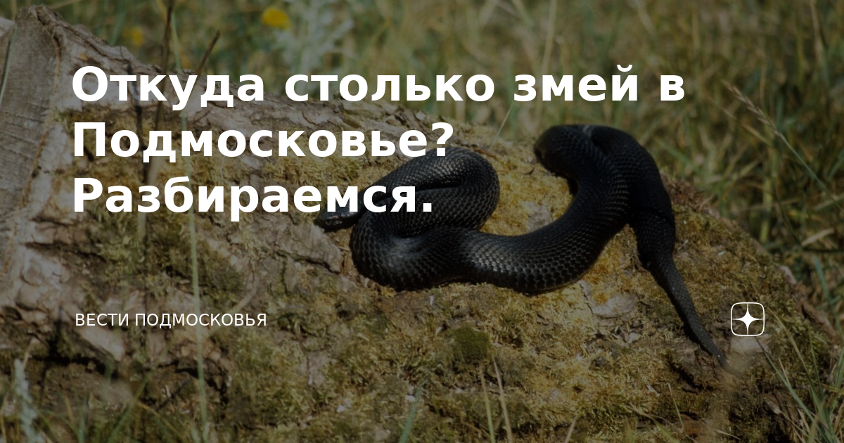 Ока лужки русфишинг