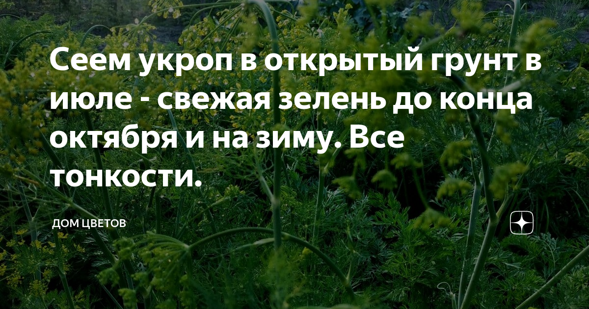 Как посеять укроп в грунт весной. Можно ли посеять укроп в любую землю в домашних условиях?.