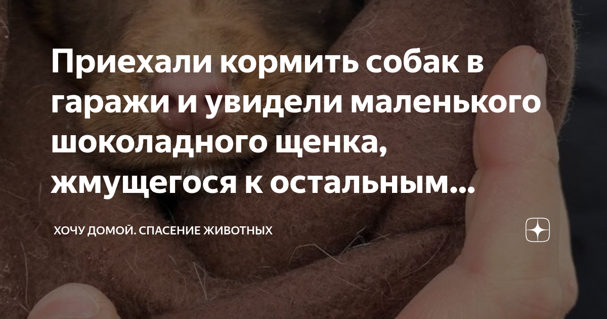 Приехали кормить собак в гаражи и увидели маленького шоколадного щенка ...