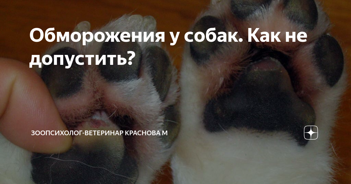 Обморожения у собак. Как не допустить? | Рассказы о жизни ветеринарного ...