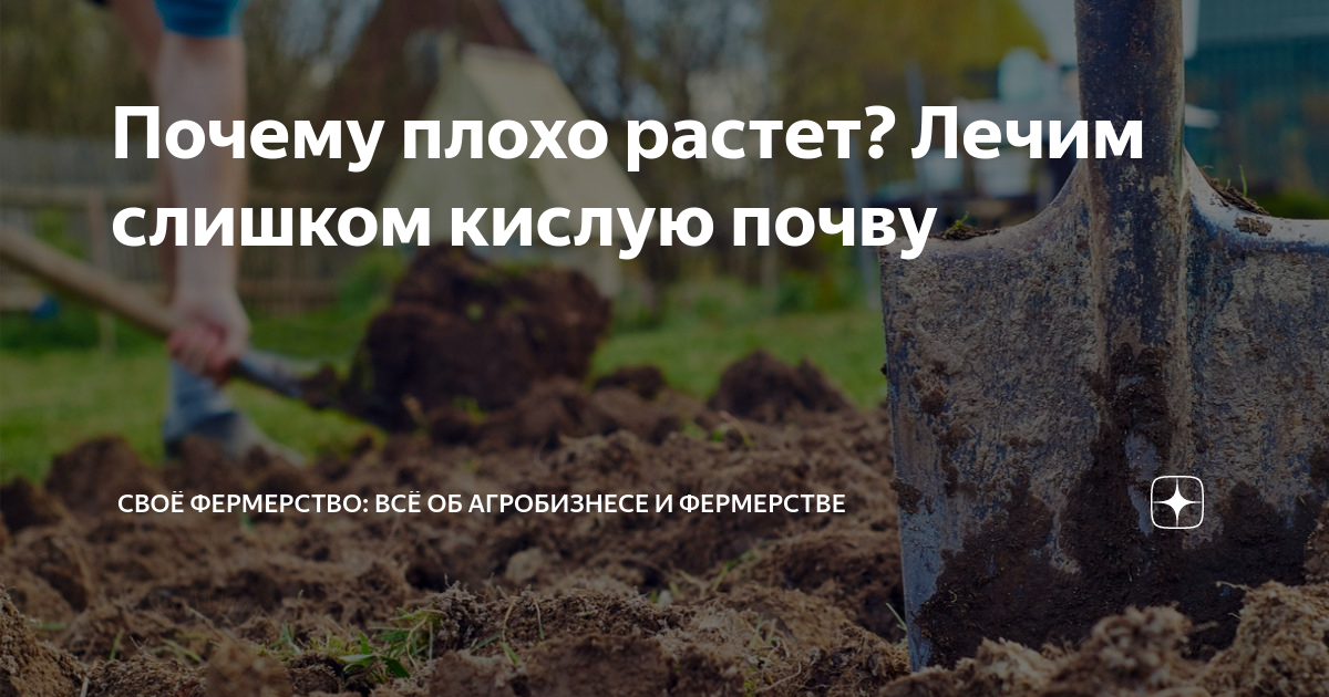 Почему плохо растет? Лечим слишком кислую почву | Своё Фермерство: всё ...
