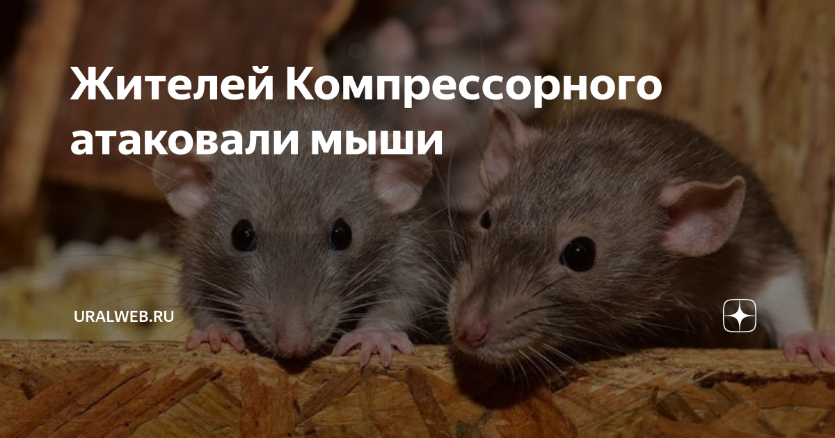 Во сне напали мыши. Симптомы болезни крыс декоративных. Почему домашняя крыса чешется.