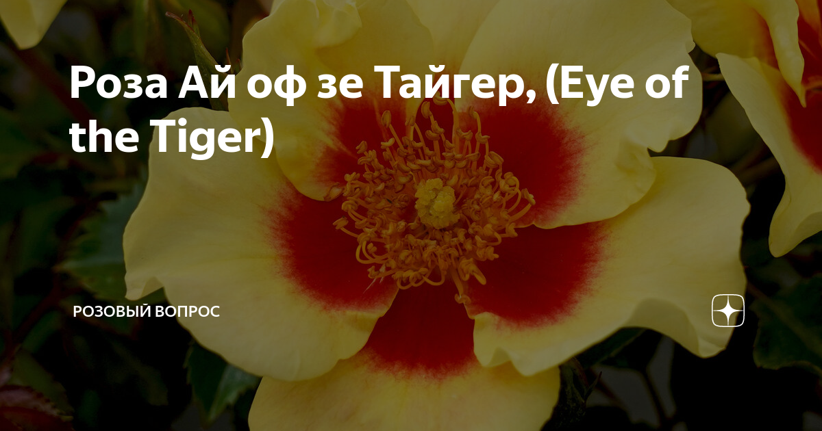 Роза Ай оф зе Тайгер, (Eye of the Tiger) | Розовый вопрос | Дзен