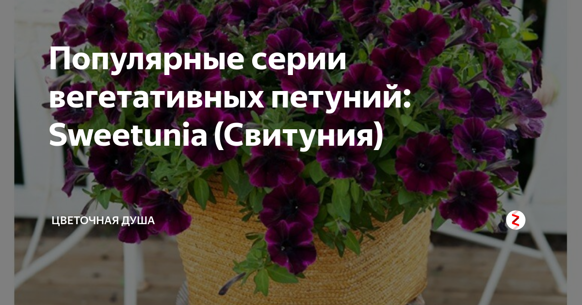 Черенки вегетативных петуний москва. Вегетативная петуния Виолан. Черенки петунии. Агрофирма Виола вегетативные черенки петунии. Вегетативная петуния rimmman.