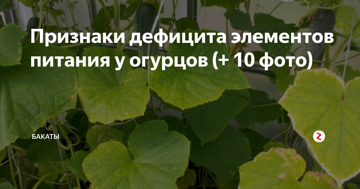 Недостаток питания на огурцах. Огурец недостаток элементов питания. Дефицит элементов у огурцов. Недостаток элементов питания у огурцов.