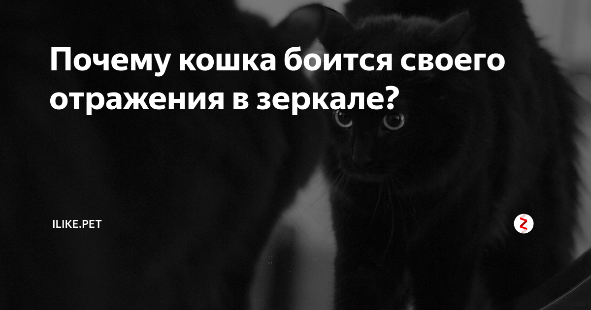 Почему кошка боится своего отражения в зеркале? | ZOO CHANNEL | Дзен