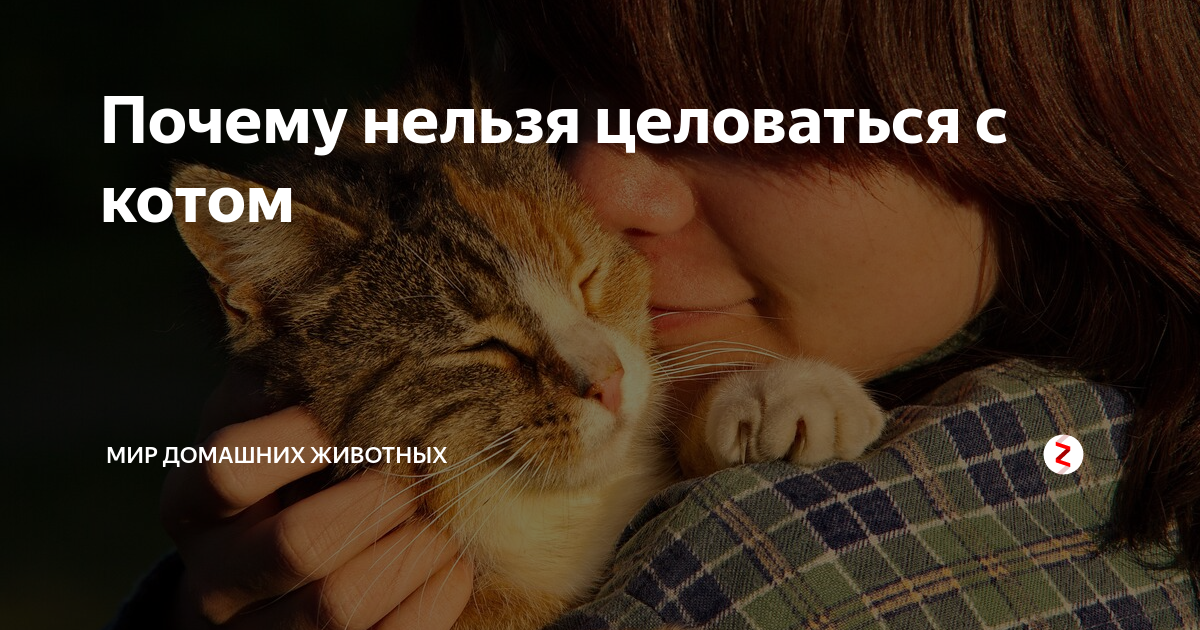 Тем кого нельзя целовать. Почему нельзя целовать котов. Почему нельзя целовать кошек в нос. Нельзя целоваться с собакой. Почему нельзя целовать собаку в нос.