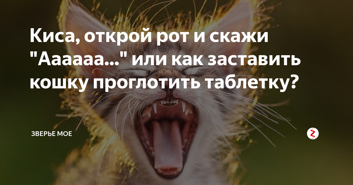 Кис кис логотип. Кис кис обложка. Открыт кис. Zhanulka кис кис. Кошачий список дел.