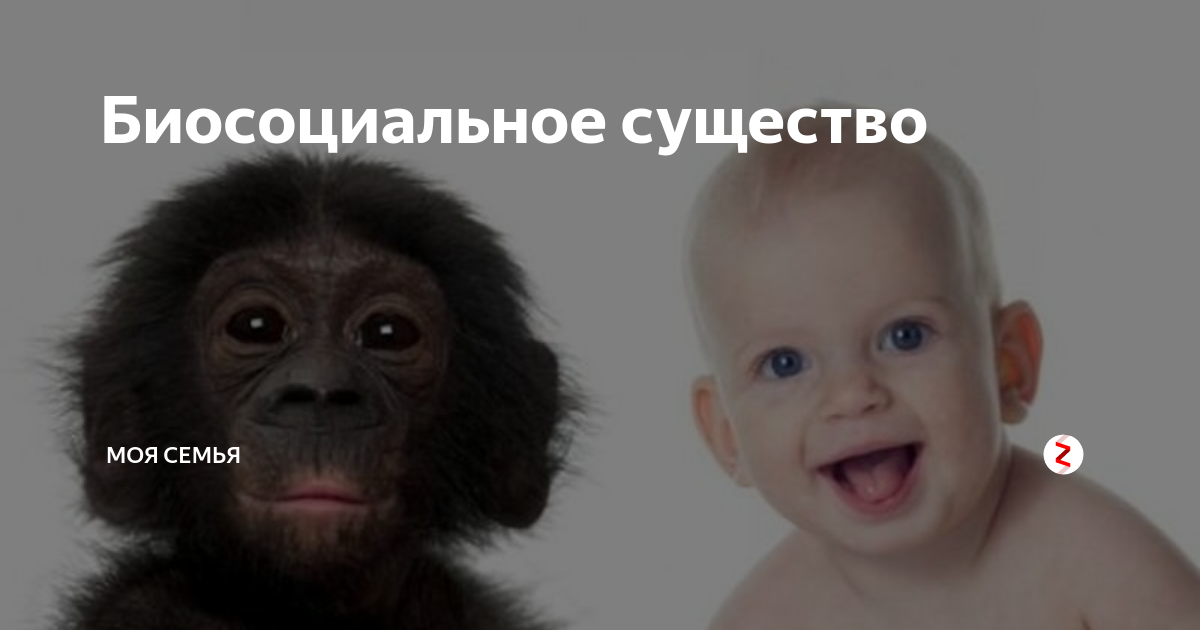 Человек биосоциальное существо. Человек как существо. Яелоаеу биосойиальнте сущкство. Биосоциальные существа животные и люди. Человек биосоциальное существо.