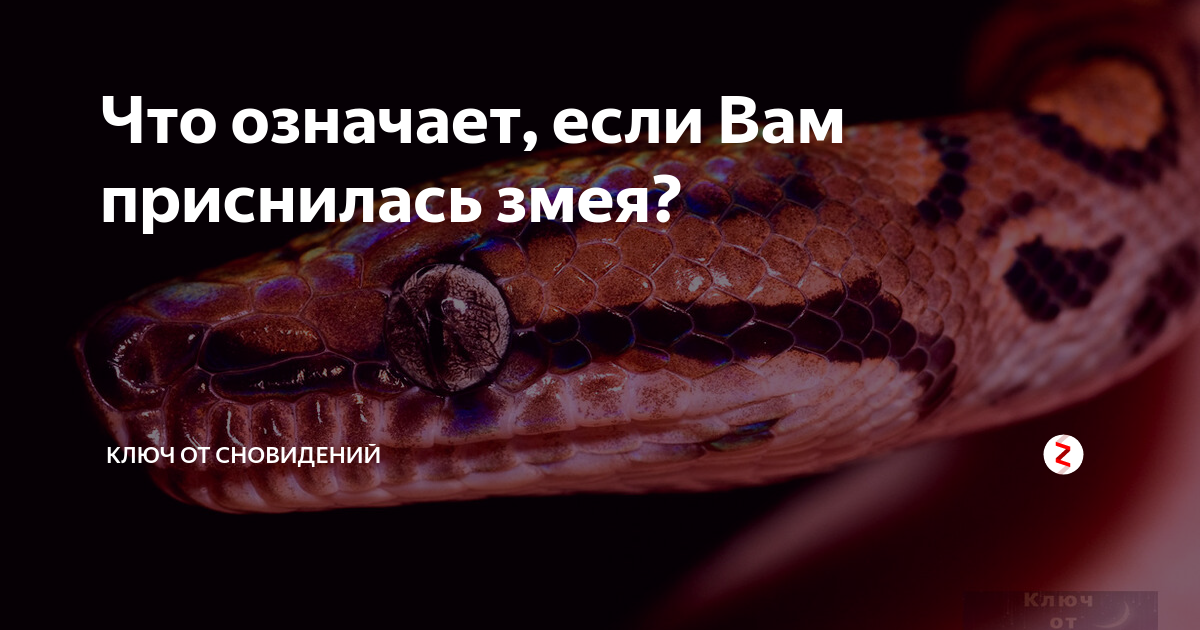 Приснилась змея. Что значит если снятся змеи. Что означает если во сне приснилась змея. Мертвые змеи во сне