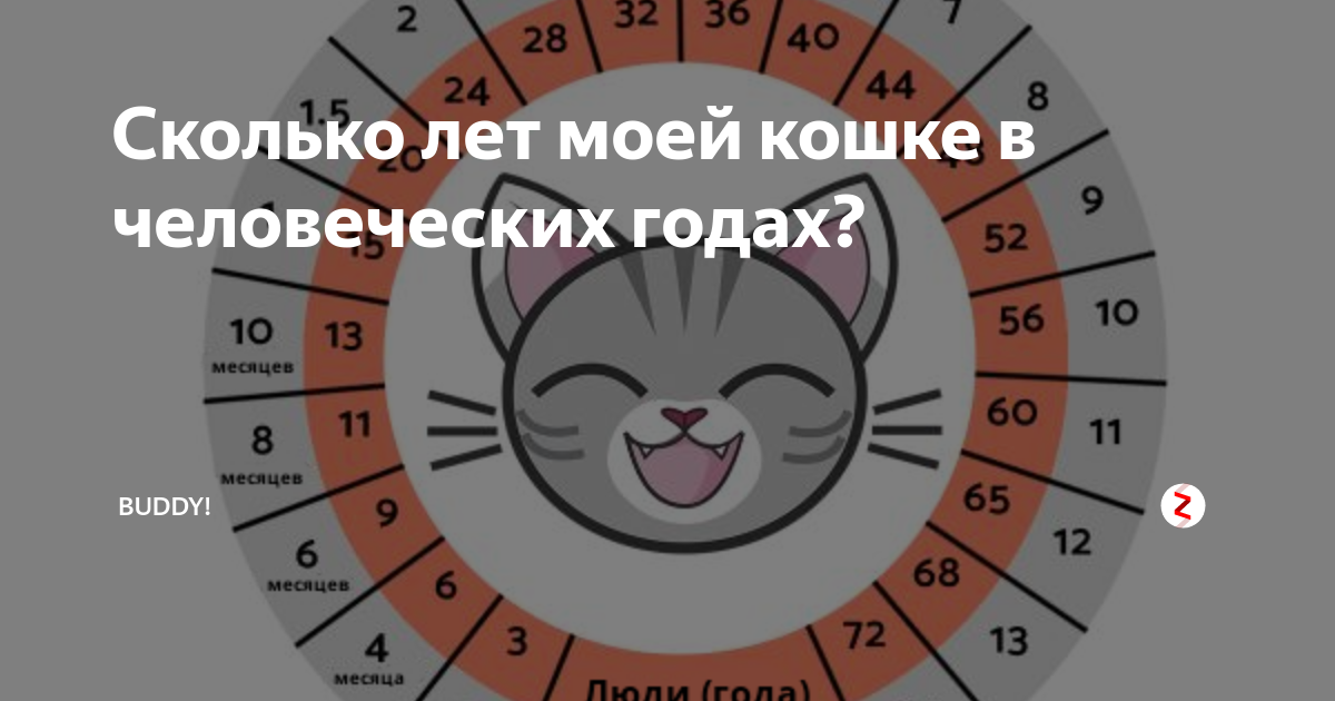 Год кошки. Сколько лет кошке по человеческим. Сколько лет коту. Возраст кота по человеческим меркам калькулятор. Кошачий калькулятор возраста