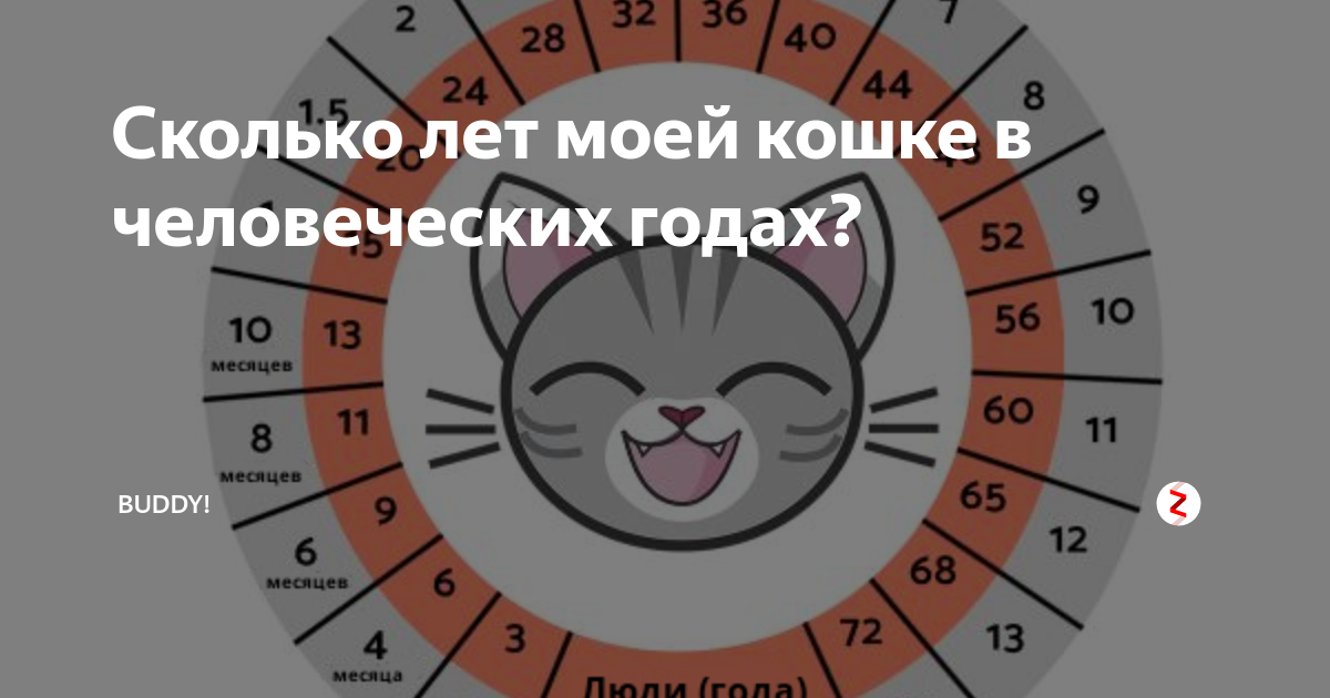 Есть год кошки. Сколько лет кошке по человеческим. Сколько лет коту. Возраст кота по человеческим меркам калькулятор. Кошачий калькулятор возраста.