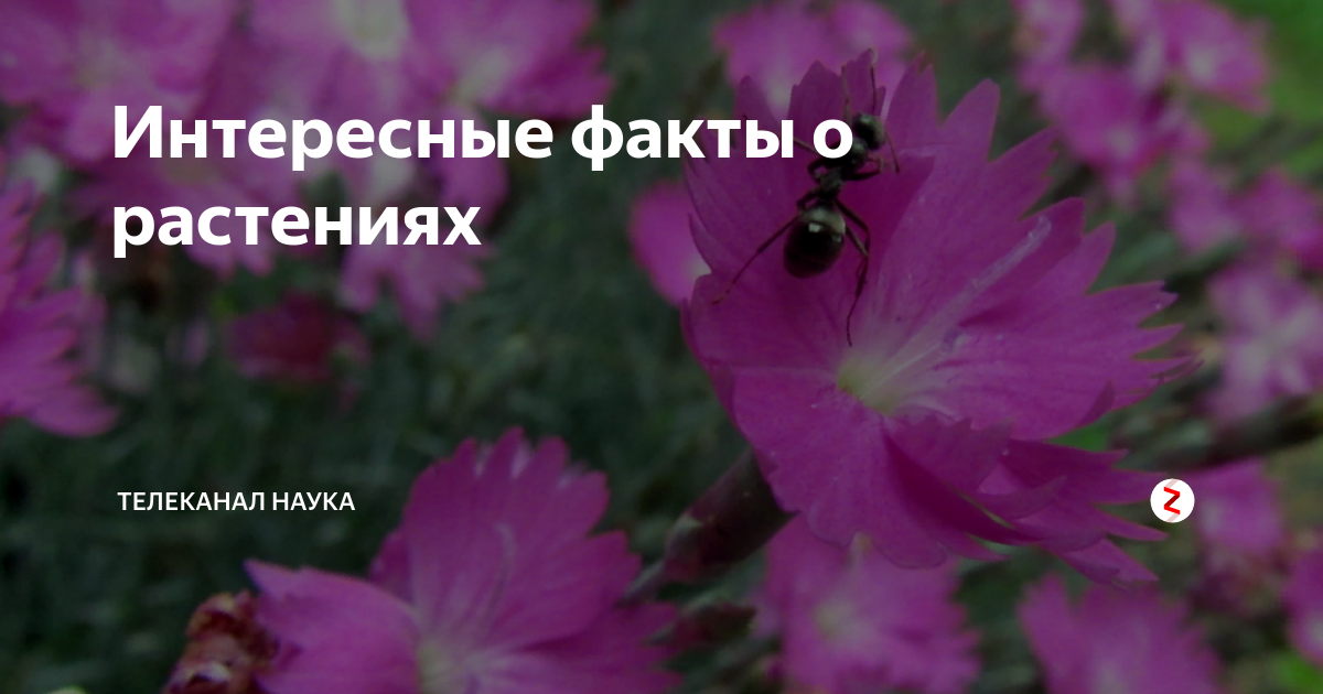 Интересные факты о растениях | Канал Наука | Дзен