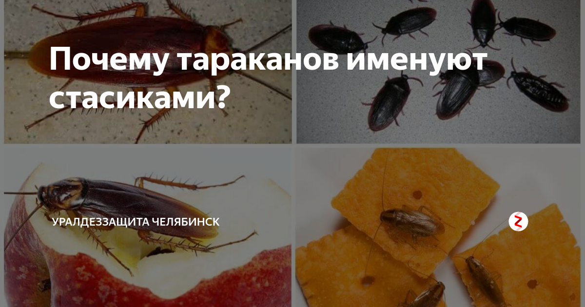 Профессиональная борьба с сороконожками