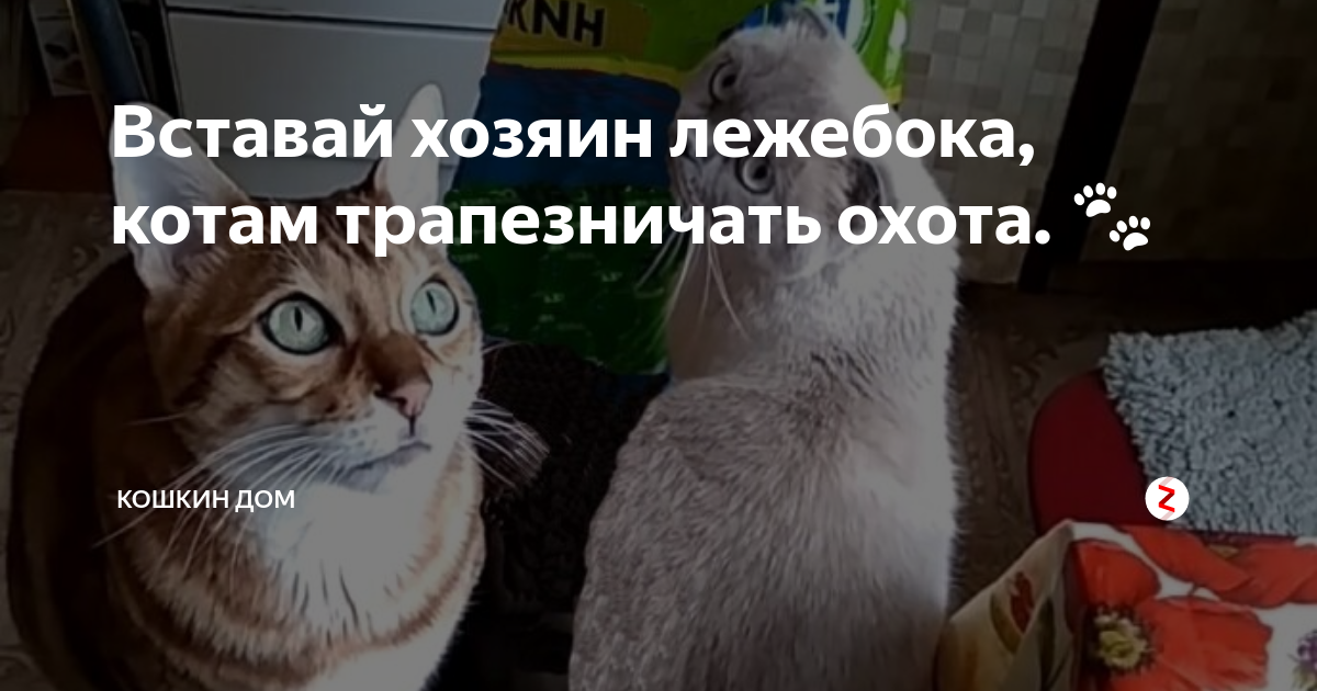 Хозяин вставай ну