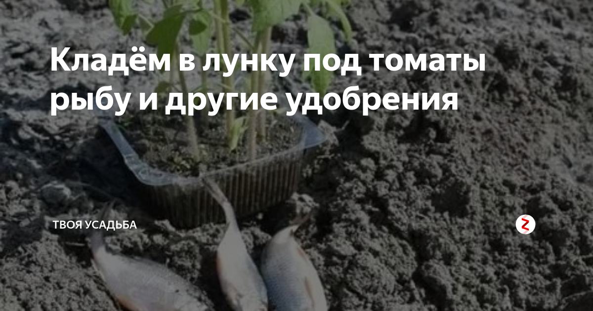 Рыба в лунку при посадке помидор. Рыба в лунки под помидоры. рыба в лунке для помидоров. садят рыбу в землю.