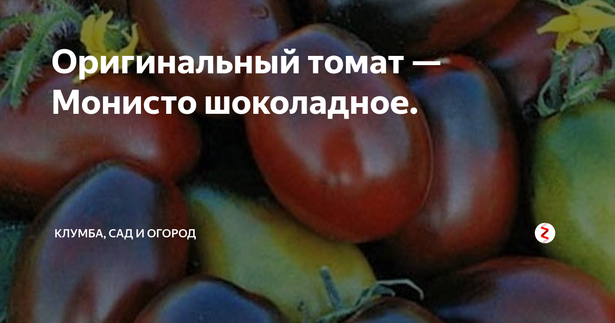 Оригинальный томат — Монисто шоколадное. | Клумба, сад и огород | Дзен