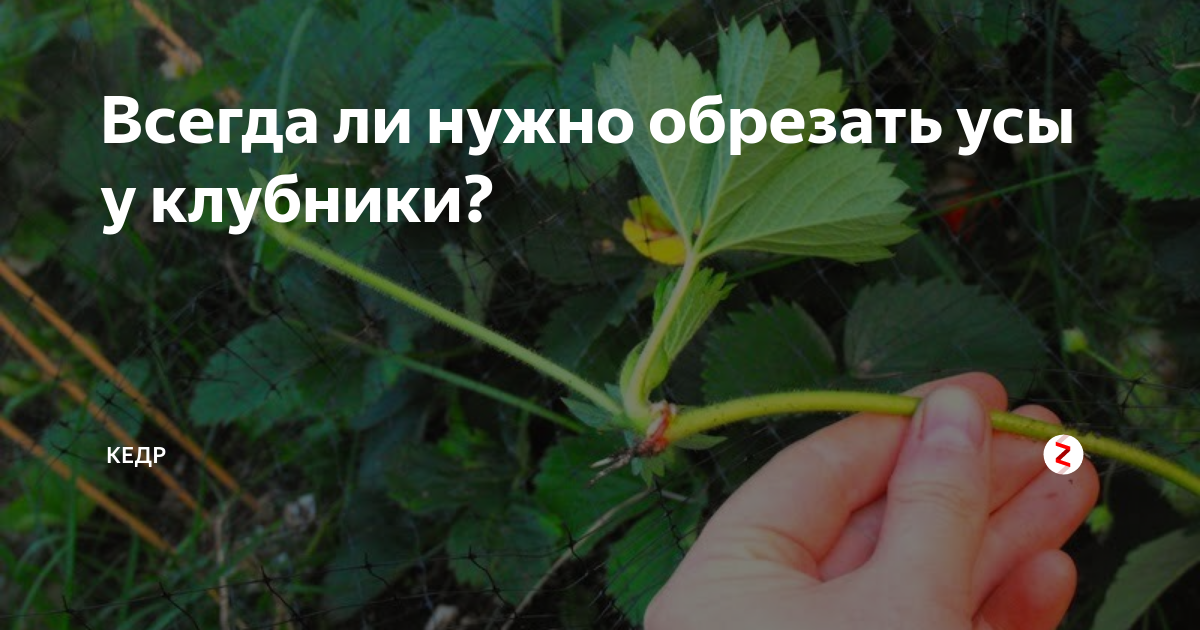 Усы клубники. Усики у клубники нужно обрезать.