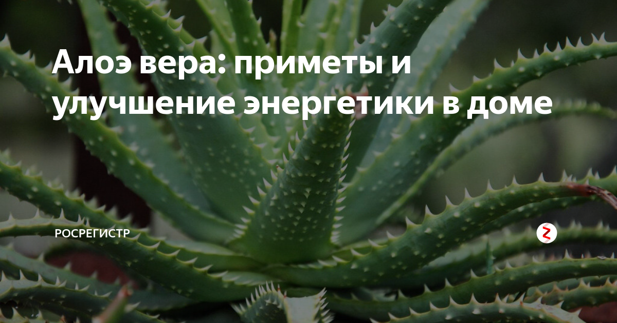 Приметы цветущего алоэ. Столетник цветение. Цветок алоэ приметы и суеверия.