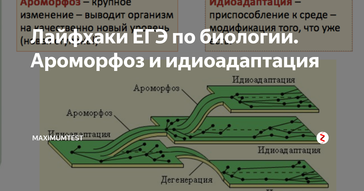 Ароморфоз фотосинтез