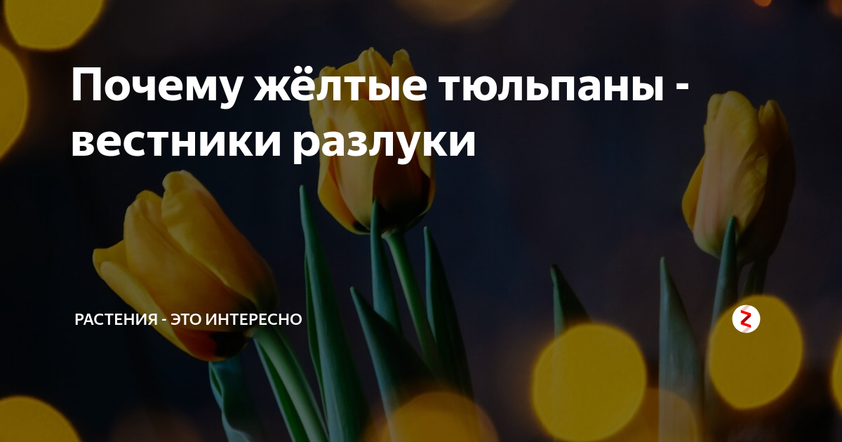 Желтые тюльпаны цитаты. Стих про желтый цвет. Белые розы текст текст. Желтые тюльпаны мы в ванной текст. Песня жёлтые тюльпаны вестники разлуки текст.