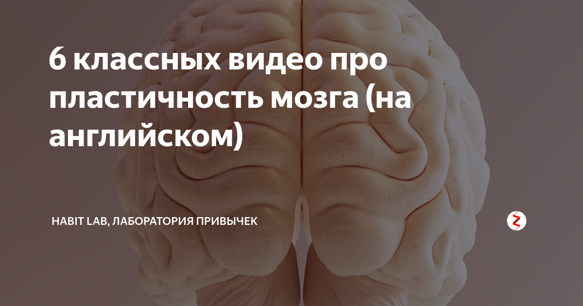 пластичность мозга ребенка