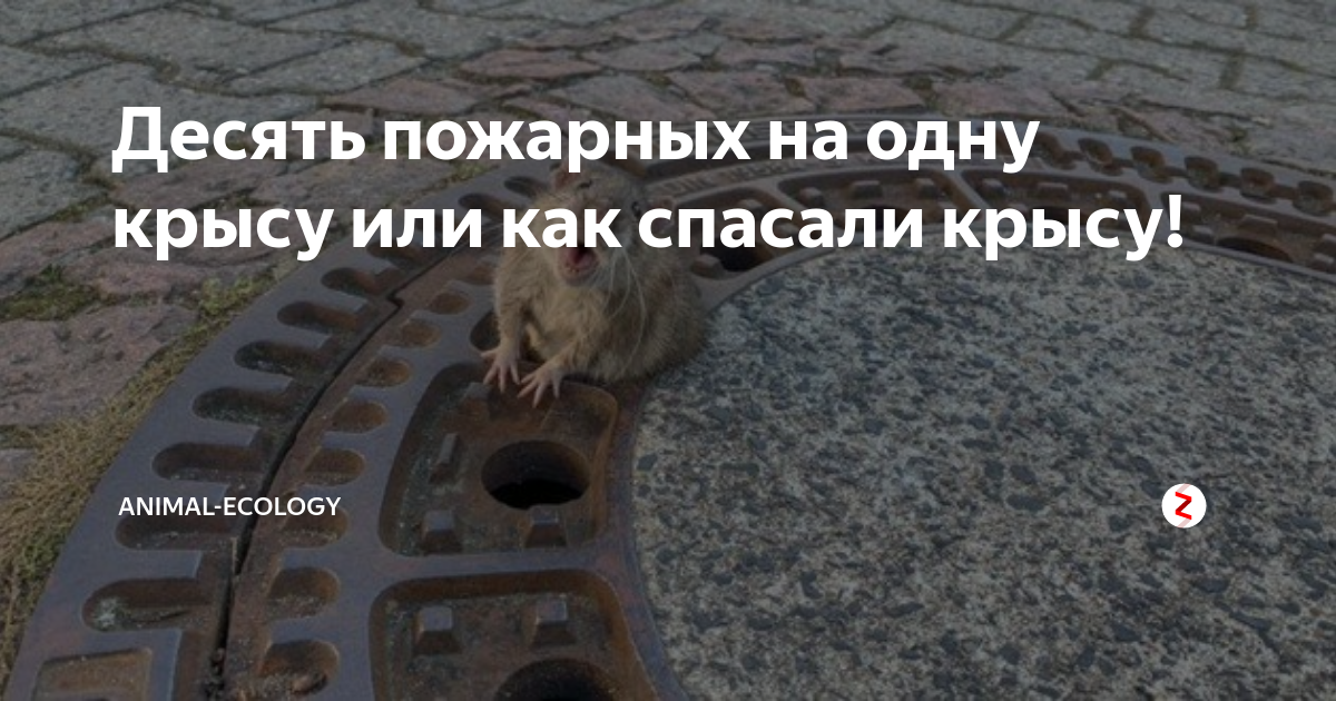 Изложение 6 класс как спасали крысу презентация
