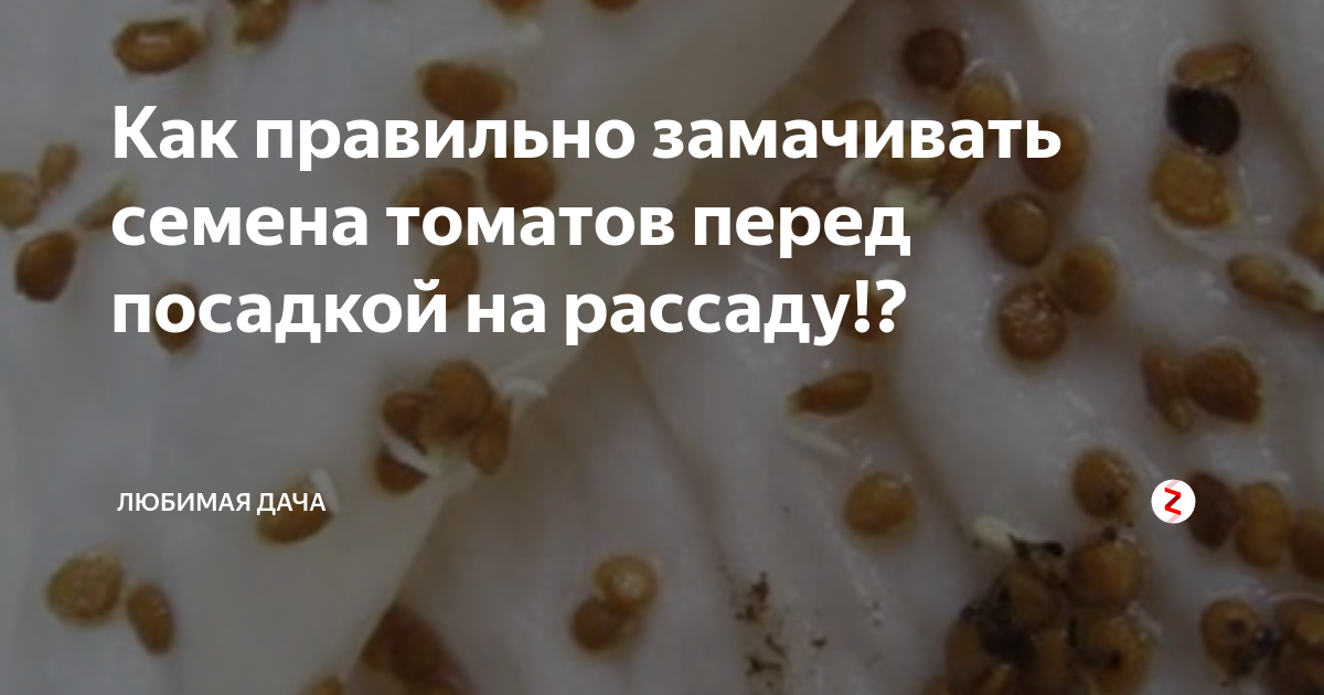 Как замочить семена томатов перед посадкой. В чем замачивать семена томатов перед посевом на рассаду. Чем замачивать семена помидор перед посадкой на рассаду. Замачиваем семена томатов перед посадкой на рассаду.