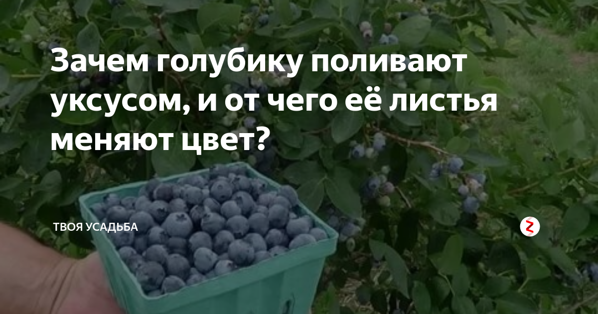 Чем полить голубику весной. Полив голубики уксусом. Как часто поливать голубику. Электролит для голубики. Голубику полить уксусом?.