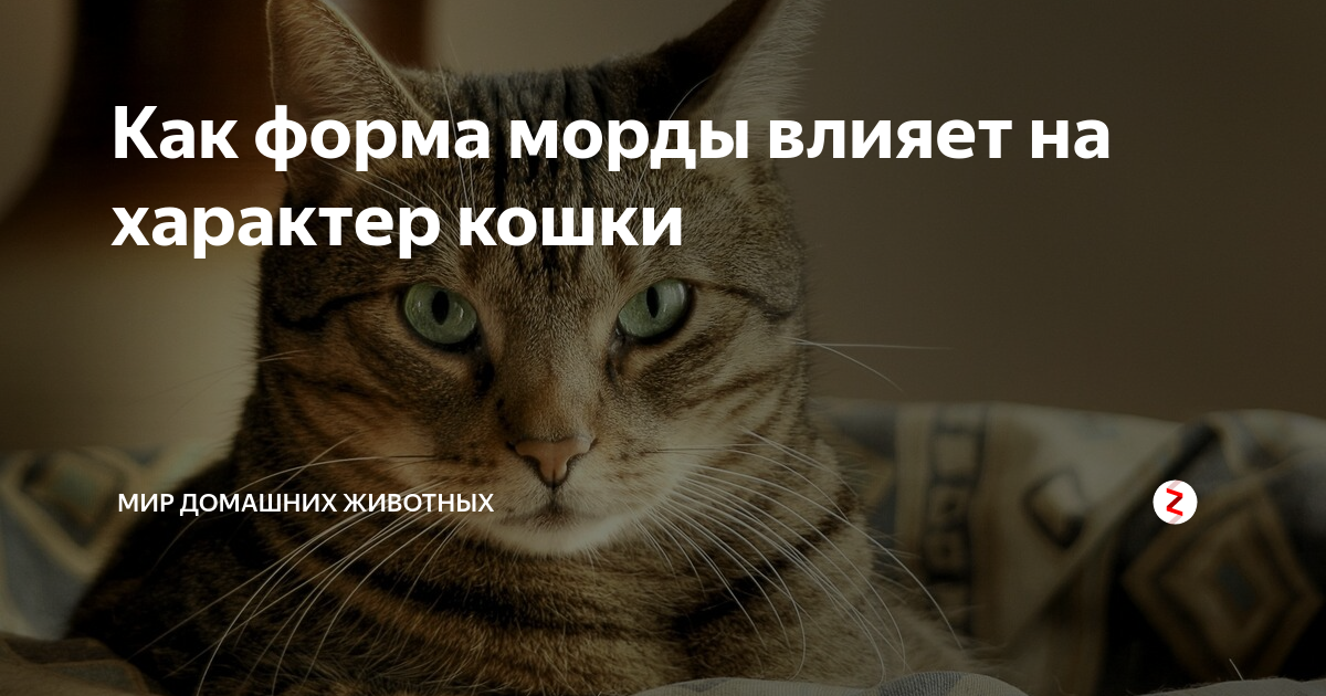 Как форма морды влияет на характер кошки | Мир домашних животных | Дзен