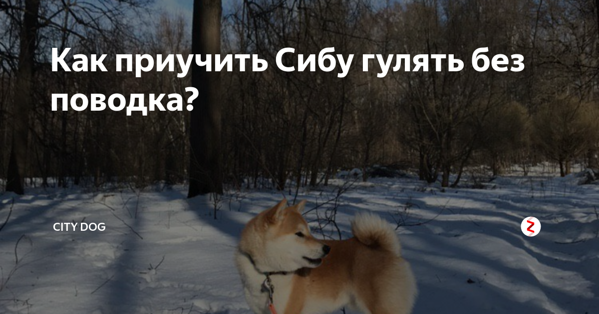 Как приучить Сибу гулять без поводка? | City Dog | Дзен