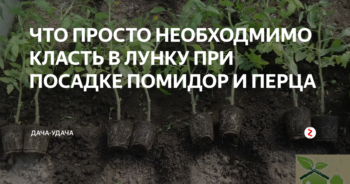 Что нужно перцу при посадке в грунт. Посадка томатов в лунку. Лунки для рассады помидор. Лунки для посадки помидор. Удобрения в лунки при высадке.