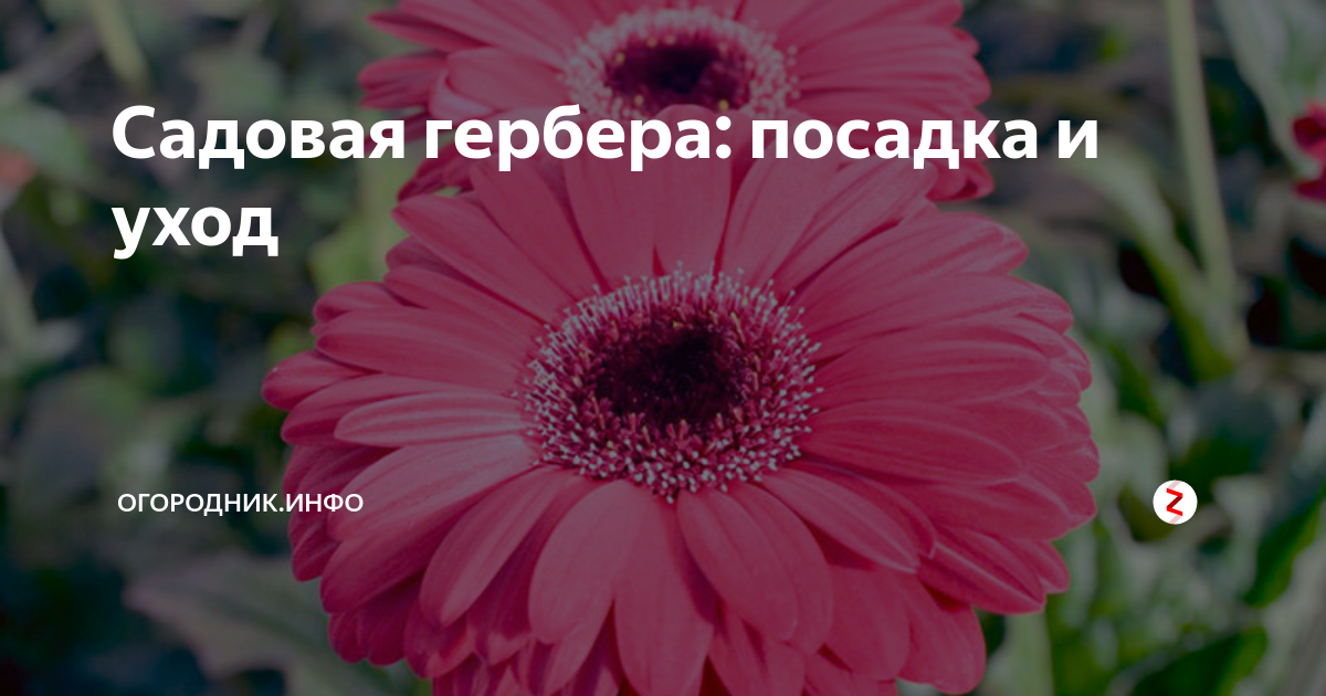 Рассада цветов однолетних - АгроСадСибири