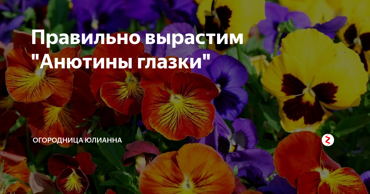 Как правильно посадить анютины глазки. Как правильно посадить анютины глазки