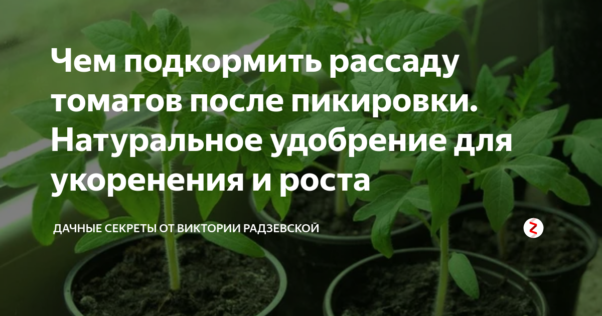 Подкармливаем. Рассаду.помидор.после.пикировки. Подкормка рассады томатов после пикировки. Удобрение томатов после пикировки.