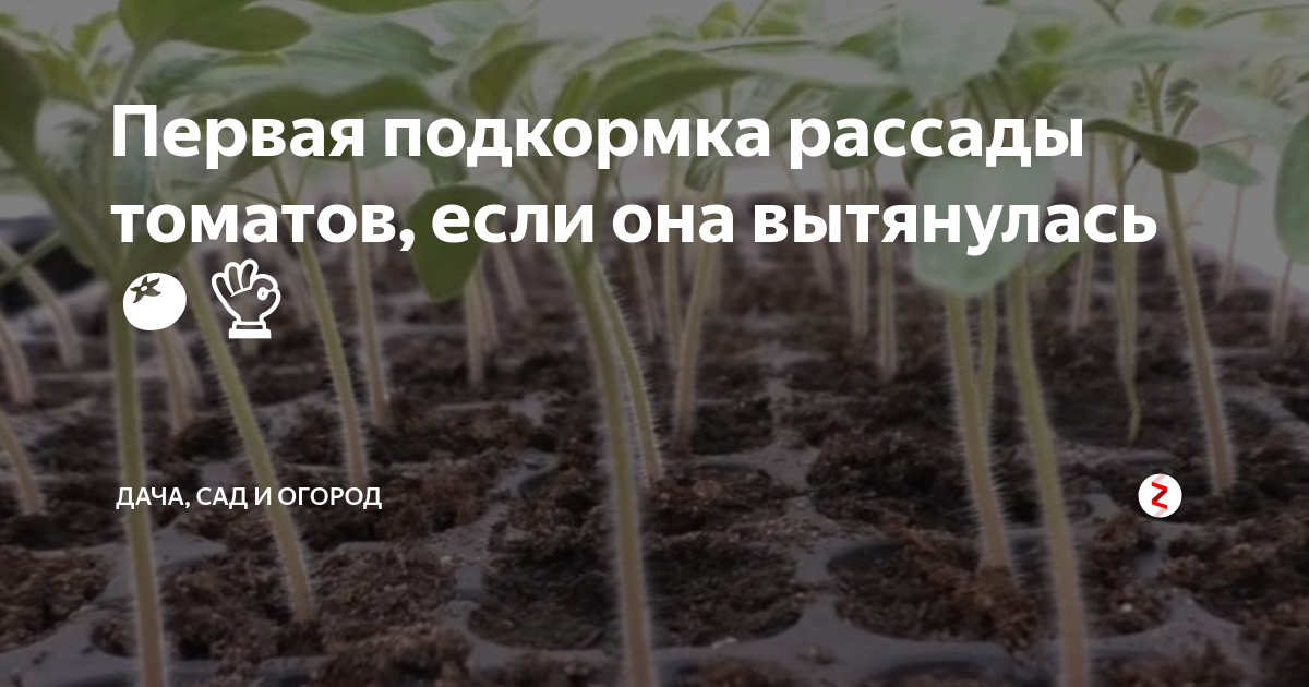 Что нужно чтобы рассада была толстой. Подкормка вытянувшейся рассады томатов. Первая подкормка рассады. Рассада помидор вытянулась. Удобрение для помидор чтобы не вытягивалась рассада.