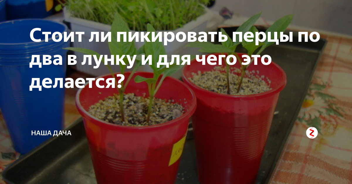 Можно ли пикировать перец по 2. Пикируем перец по 2 штуки. Посадка перцев в лунку по два. Как правильно пикировать перец. Можно ли распикировать перец по 2 штуки в стаканчик