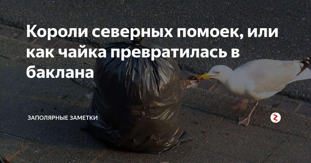 Короли северных помоек, или как чайка превратилась в баклана ...