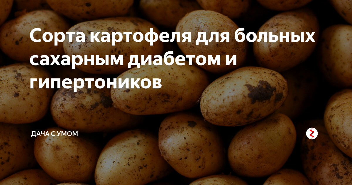 Картошка для диабетиков название сорта с фото Сорта картофеля для больных сахарным диабетом и гипертоников ДАЧА С УМОМ Дзен