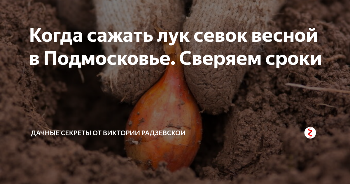 Когда лучше сажать лук в октябре. Когда сажают лук севок весной