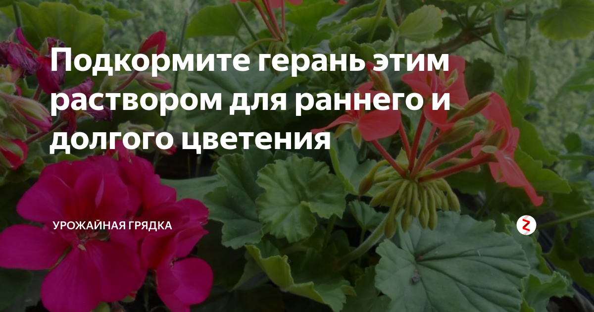 Чем подкормить герань весной в домашних. Подкармливание герани. Удобряем герань. Чем подкормить герань для цветения. Удобрения для герани для цветения.