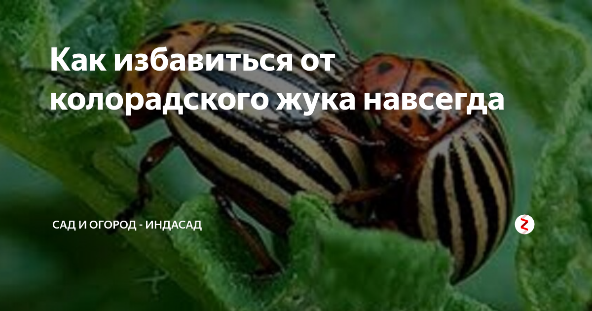 Фашистская ленточка. Карта колорадского жука. Колорадо қоңызы. Строение колорадского жука. Колорадский жук.