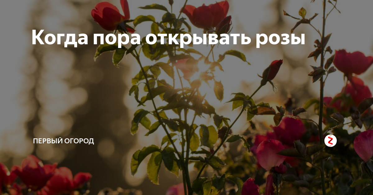 Розы после зимовки. Розы после зимы. Роз де решт. Пора открывать розы в подмосковье. Как раскрыть розу.